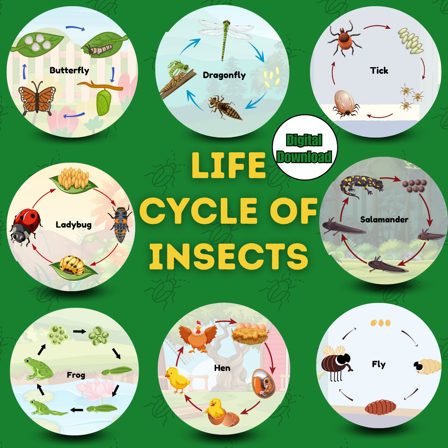 Sakuya Insect Life Cycle – Fun & Educational Learning for Kids | Boost Creativity & Knowledge| Printable Life Cycle of Insect