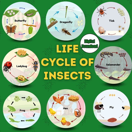 Sakuya Insect Life Cycle – Fun & Educational Learning for Kids | Boost Creativity & Knowledge| Printable Life Cycle of Insect