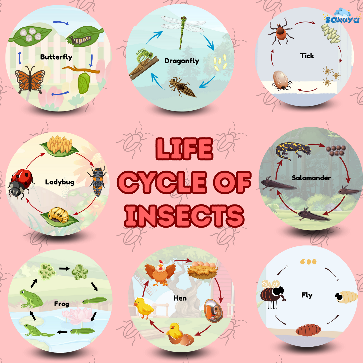 Sakuya Insect Life Cycle – Fun & Educational Learning for Kids | Boost Creativity & Knowledge| Printable Life Cycle of Insect - Sakuya