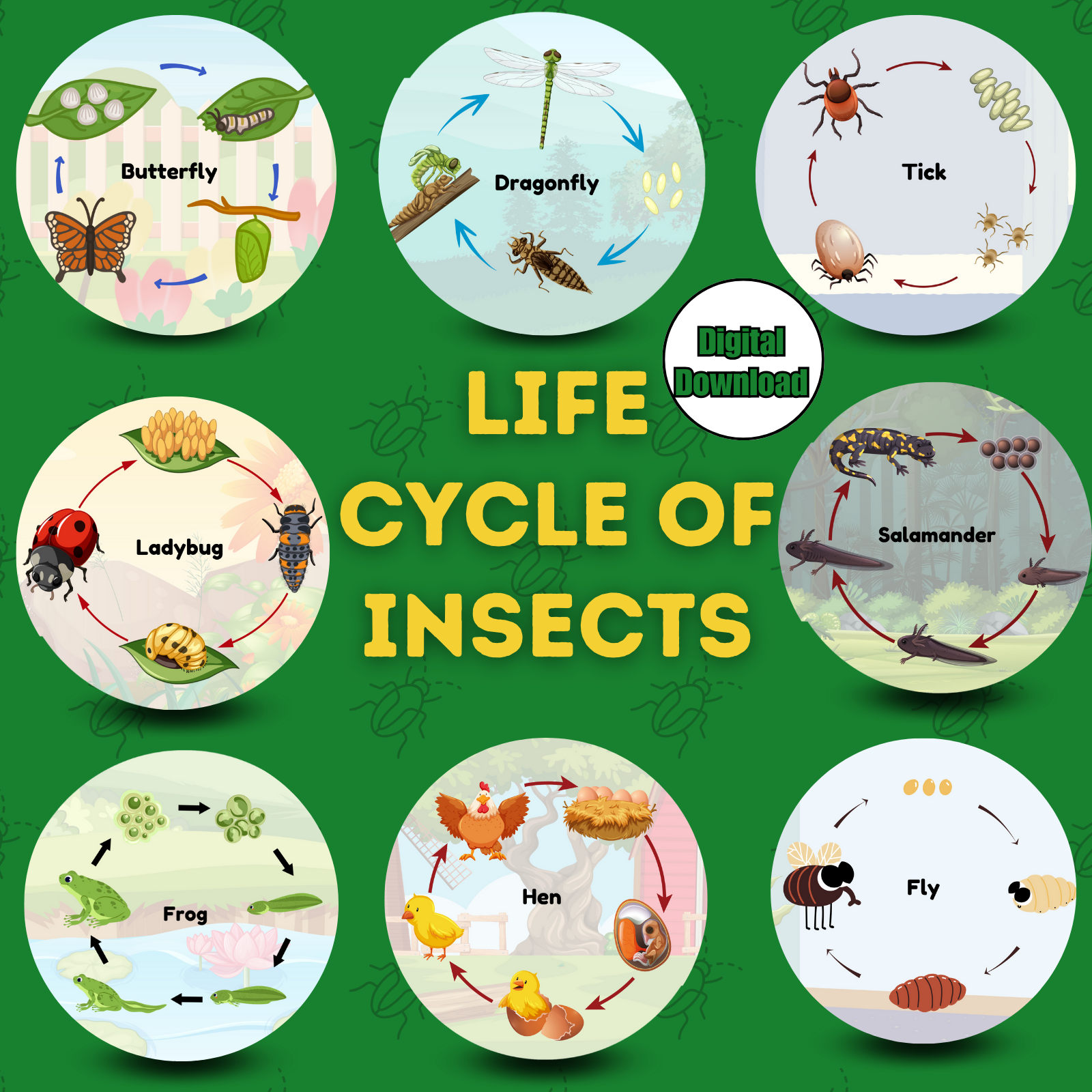Sakuya Insect Life Cycle – Fun & Educational Learning for Kids | Boost